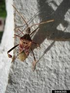 Conifer Seed bug (Leaffooted Bugs)